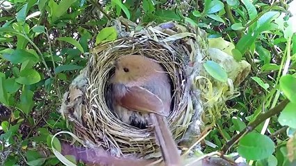 Bird hatching and brooding (HD)