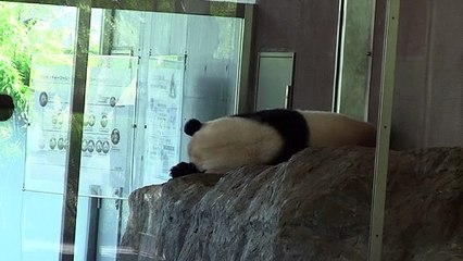 パンダはこの遠出を要求する