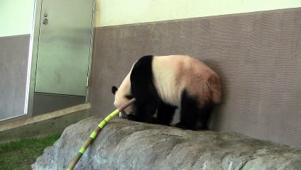 パンダが木の上で眠るとき