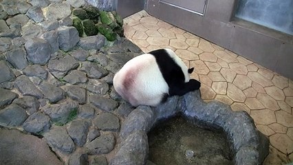 パンダが眠るとき