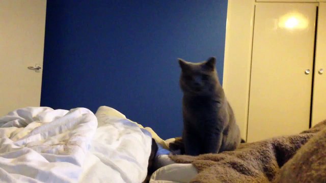 Coconut. Blue British Shorthair (10 months). Fetching ball