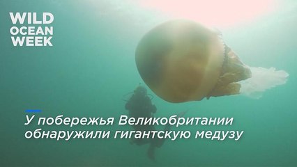 В Великобритании обнаружили медузу размером с человека