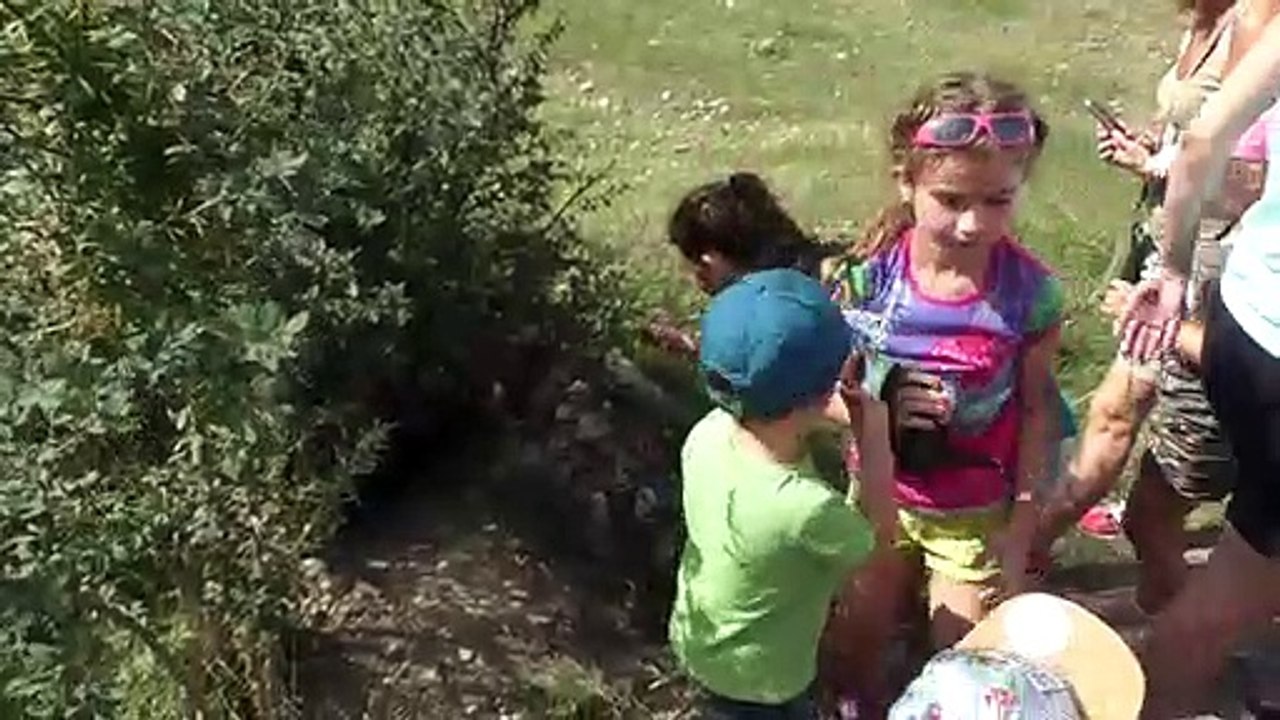 D!CI TV : les marmottes à découvrir en famille à Eygliers