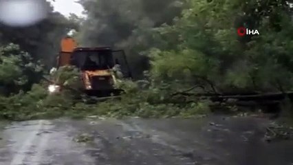 Yola devrilen ağaç ulaşımı kapattı