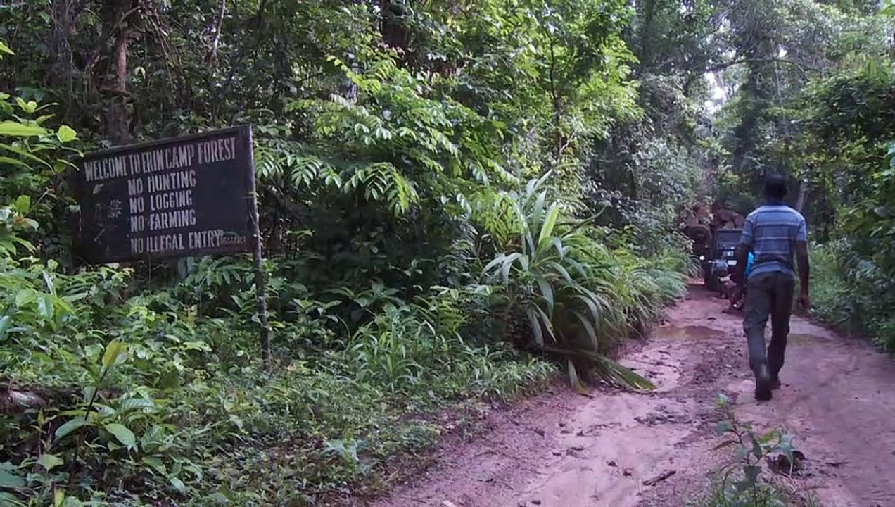 Seltene Riesen: Schutz für Waldelefanten