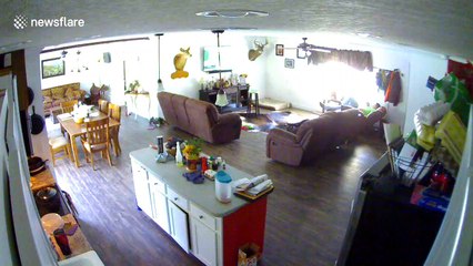 Meow-sion Impawssible? Mischievous kitty triggers home security alert