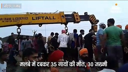बठिंडा में बारिश के बीच गोशाला की छत गिरी, 35 गायों की मौत; 30 जख्मी