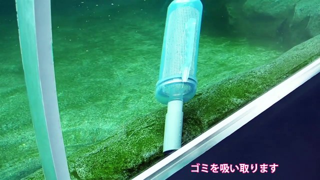 Seals play with a hose