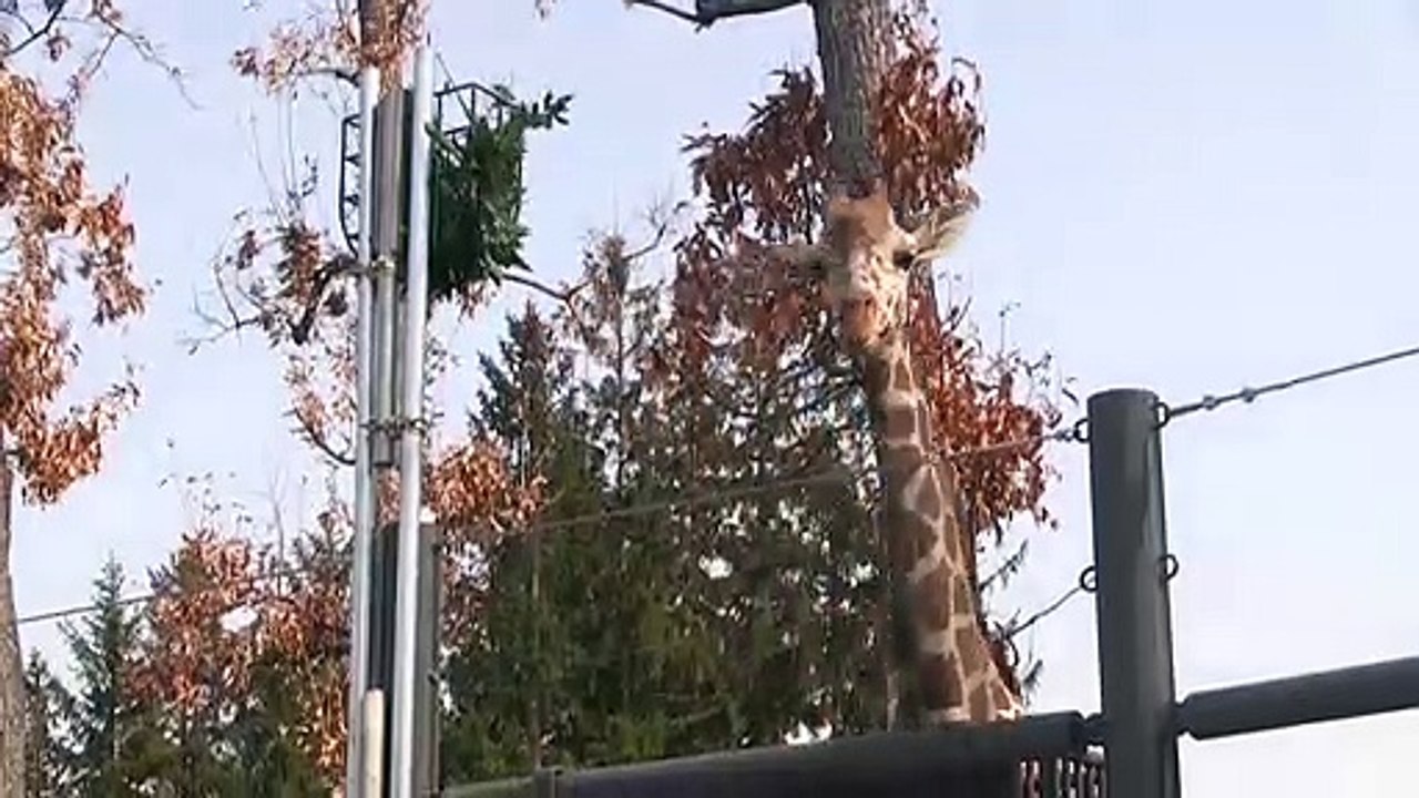 Spring has come! Animals in the African Zone
