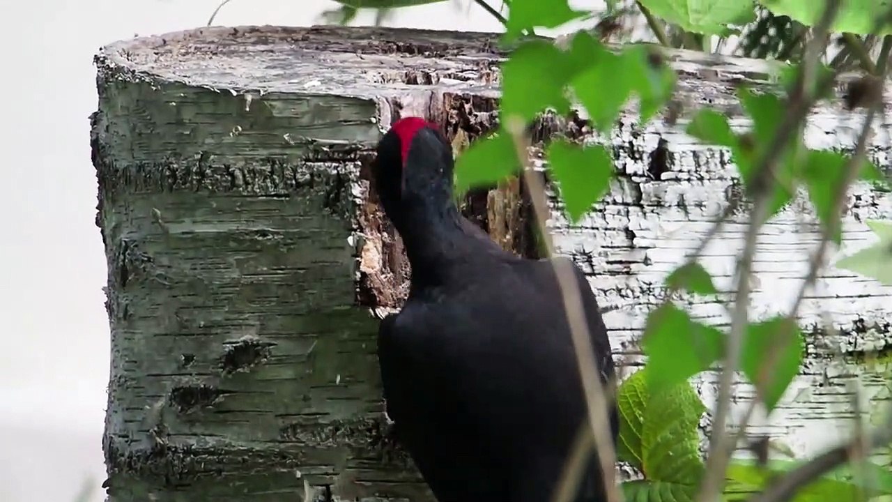 　Black woodpecker