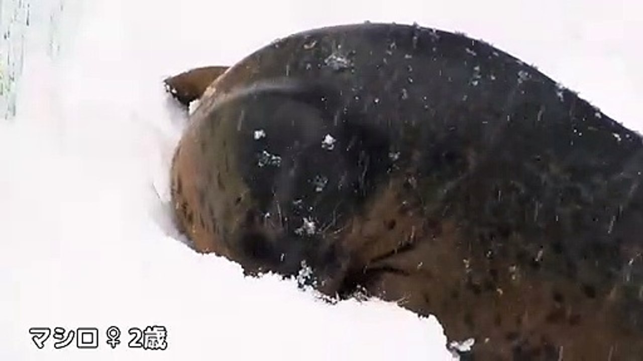 Spotted Seal　is enjoying snow