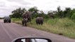 A battle for territory! 'Angry' elephants warn tourists' vehicles to stay off road in South Africa