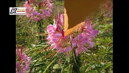 তোমাদের এই রং মহলে আমার মনের রং এনেছি, ছায়াছবি- অপরাজিতা, Tomader ei rong mohole amar moner rong enechhi, Film- Oporajita,