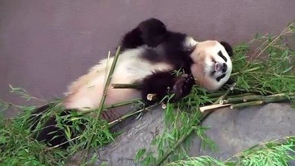 パンダはこのおもちゃを頼む