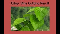 Giloy Vine Cutting Result | Giloy vine ki kalam kamyab  hogai (Urdu /Hindi) |
