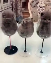 Ces chatons sont entrés dans des coupes de champagnes et ne peuvent plus sortir. Hilarant !