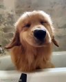 Marrant ! Regardez ce que fait ce chien quand il ne veut pas prendre de bain !