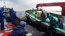 九鬼定置漁業の水揚げpart.2