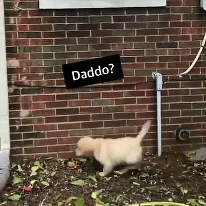 Ce chiot cherche son maître partout alors qu'il est derrière lui. Trop marrant !