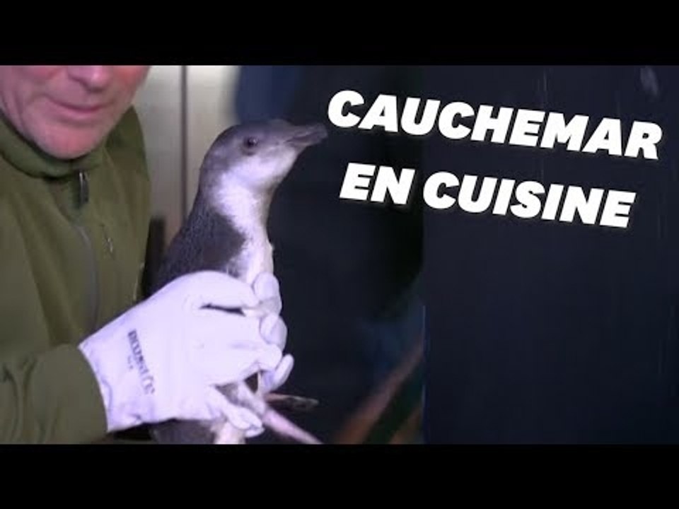 En Nouvelle-Zélande, des manchots perdus dans un restaurant de sushis