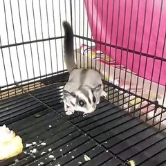Ce planeur de sucre aboie pour faire peur à son maître. Trop drôle !