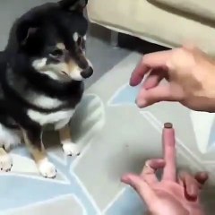 Ce chien est très intelligent. Regardez ce qu'il va faire !