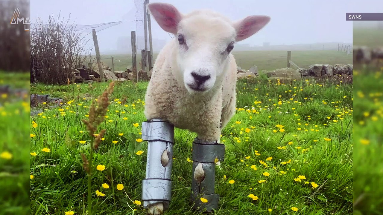 Adorable Lamb Gets Homemade ‘Bionic’ Legs