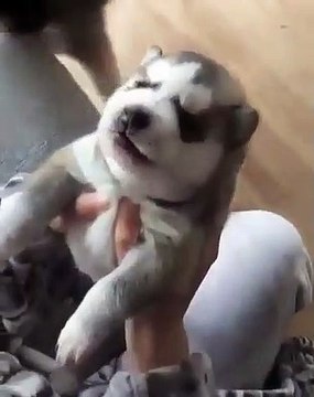 Magnifique ! Ecoutez les premiers hurlements de ce chiots. Vous allez fondre !