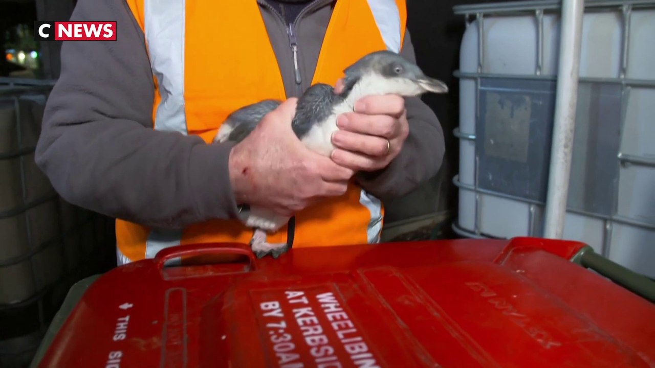 Nouvelle-Zélande : des manchots amateurs de sushis ?