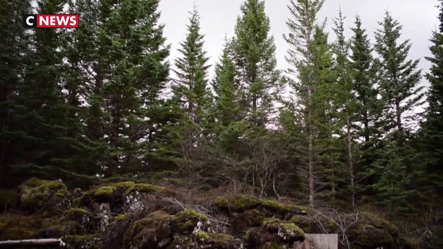 Les Vikings ont rasé les forêts, l'Islande reboise à tout-va