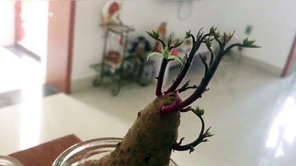 Spider with alien-like face on back spotted in woman's house in China