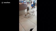 Police dog refuses to work after sniffing out crumbs in Italian airport