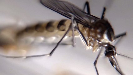 Moustique-tigre :  3 questions à Anna-Bella Failloux, chercheuse à l'Institut Pasteur