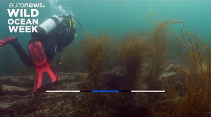 شاهد: لقاء فريد من نوعه بين قنديل بحر هائل الحجم وغواصين بريطانيين