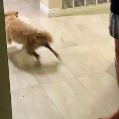 Ce mignon zoomie court partout avec sa peluche ! Mignon !