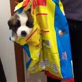 Regardez où ce petit chiot est allé se cacher après avoir fait une bêtise. Trop mimi !