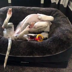 Cette chienne s'amuse pour que sa maman puisse travailler. Marrant !