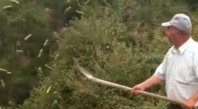 Çiftçi böyle isyan etti