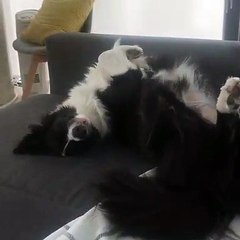 Voici comment cet adorable bordercollie s’amuse à l'intérieur avec son meilleur ami !
