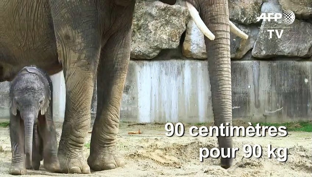 Un bébé éléphant est né au zoo de Schönbrunn à Vienne en Autriche