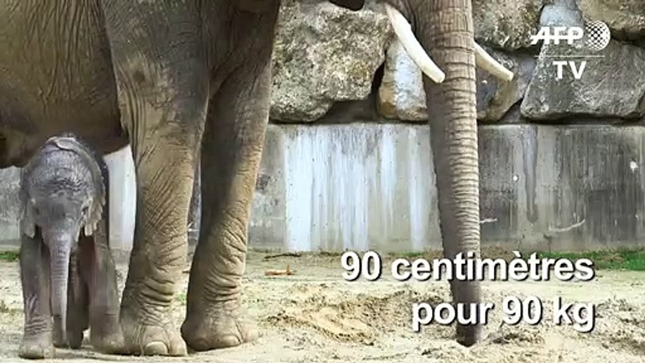 Un bébé éléphant est né au zoo de Schönbrunn à Vienne en Autriche