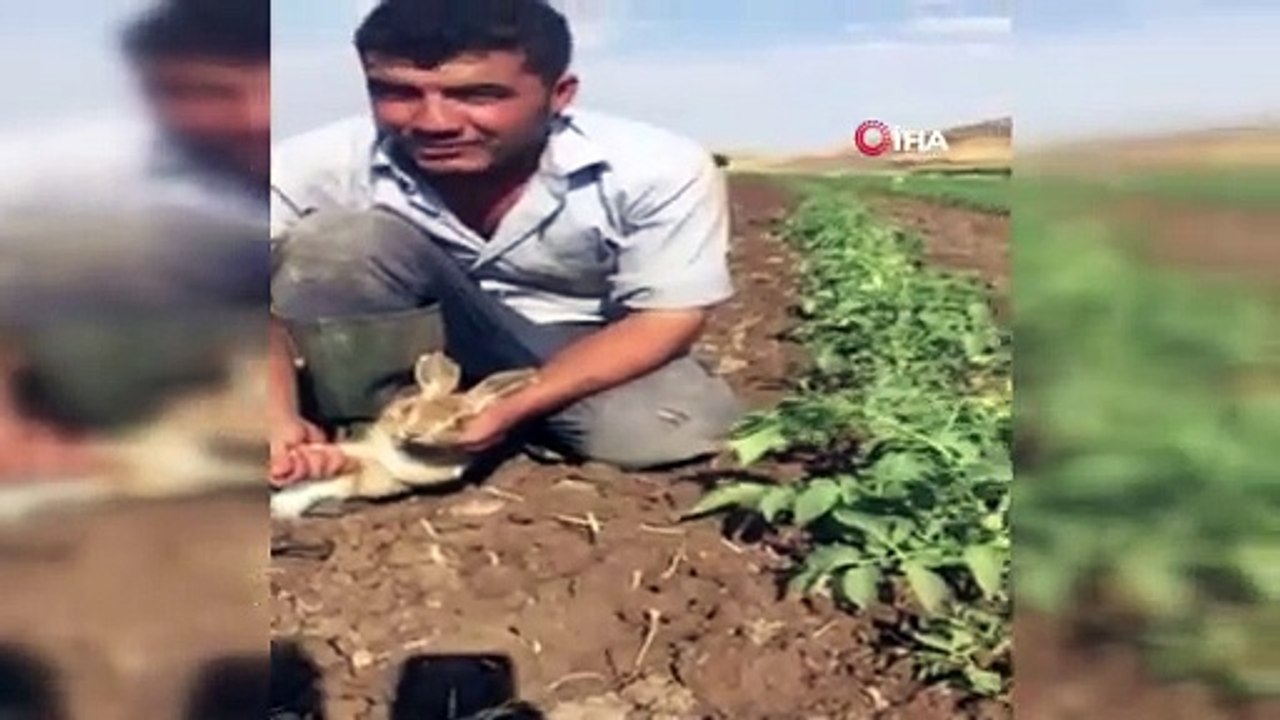 Tarlada yakaladıkları tavşanı sevip doğaya bıraktılar