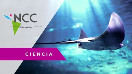 Conservación de mantarrayas gigantes en Perú