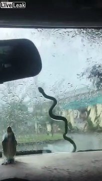 Nettoyage du pare brise.. par un serpent sous la pluie !