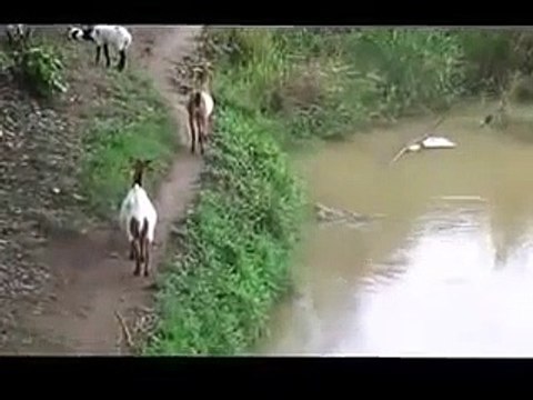 Cette chèvre ne se rend pas compte qu'un crocodile la guette