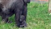 Regardez comment cette maman gorille transporte son bébé... Adorable