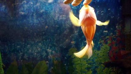 Son poisson rouge adore les caresses... Trop choux