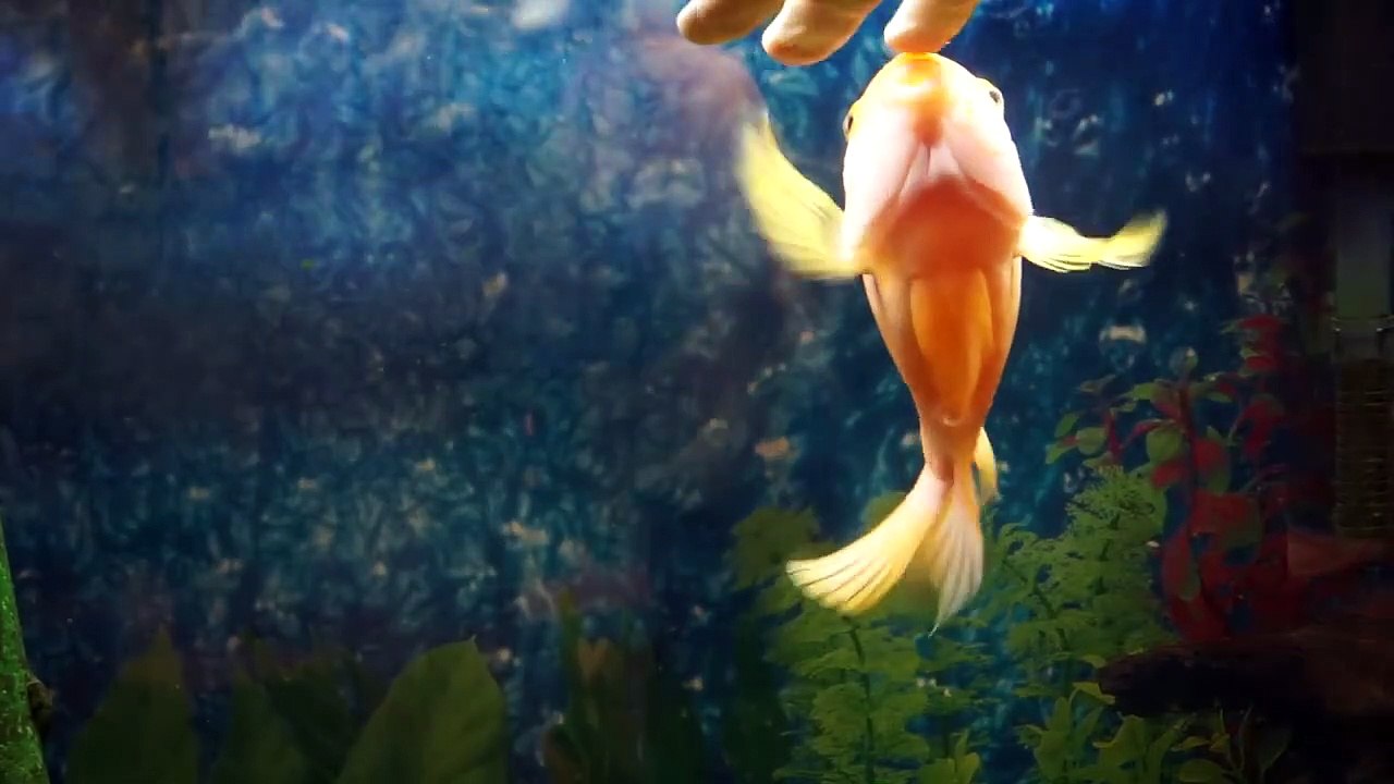 Son poisson rouge adore les caresses... Trop choux