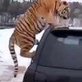 Il se retrouve avec un très gros chat sur le toit de sa voiture