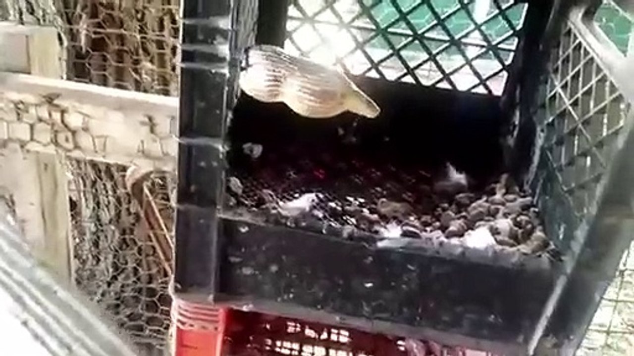 Ce serpent avale des oeufs et se retrouve coincé.... Obligé de tout recracher